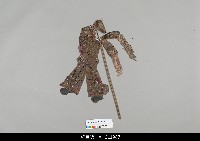 藏品(中國湖北皮影戲偶身)的圖片